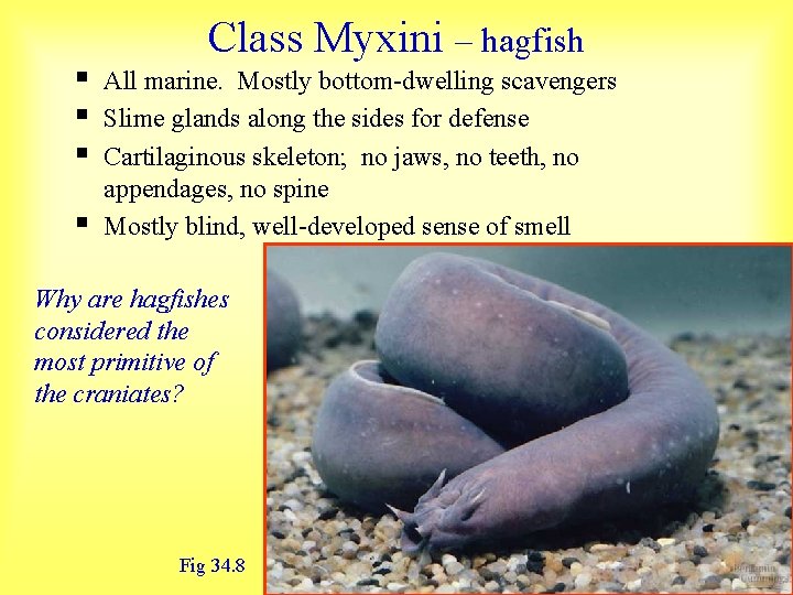 § § Class Myxini – hagfish All marine. Mostly bottom-dwelling scavengers Slime glands along