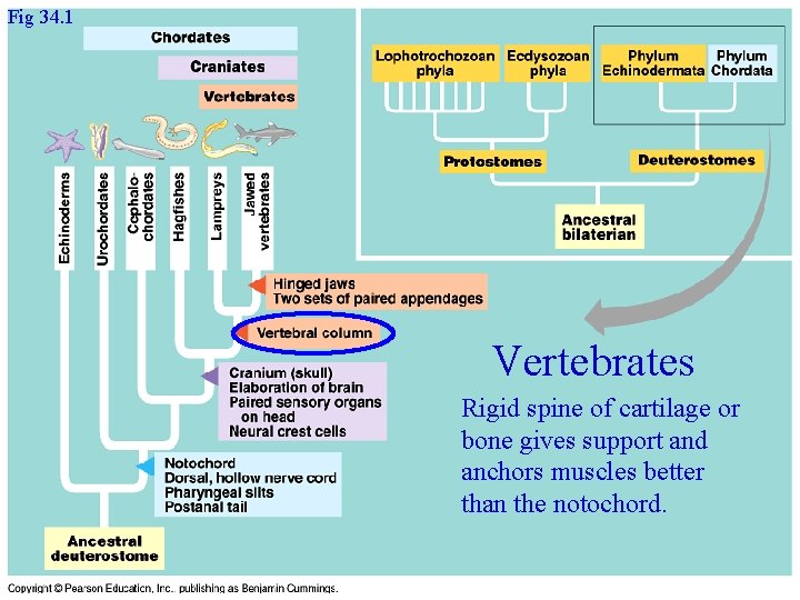 Fig 34. 1 Vertebrates Rigid spine of cartilage or bone gives support and anchors