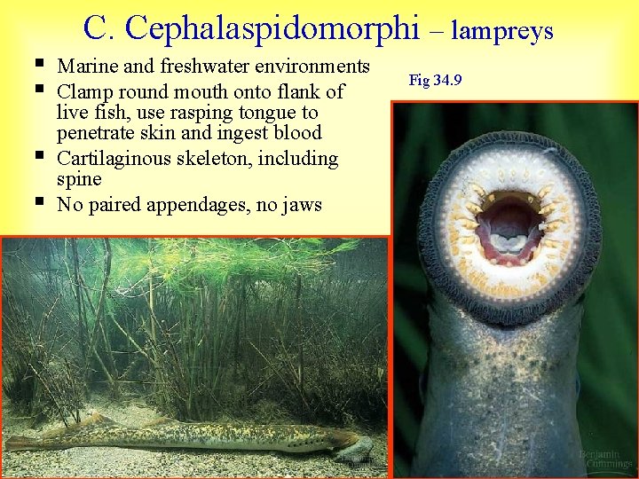C. Cephalaspidomorphi – lampreys § § Marine and freshwater environments Clamp round mouth onto