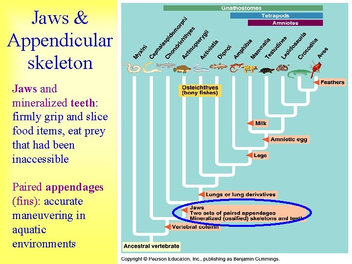 Jaws & Appendicular skeleton Jaws and mineralized teeth: firmly grip and slice food items,