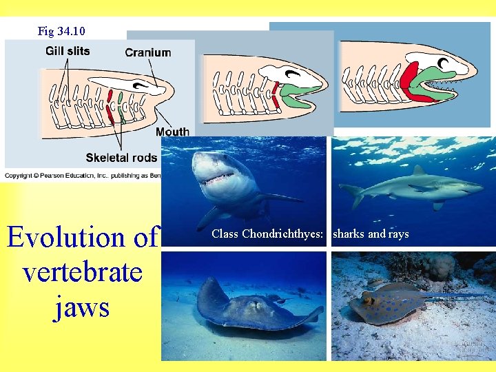 Fig 34. 10 Evolution of vertebrate jaws Class Chondrichthyes: sharks and rays 