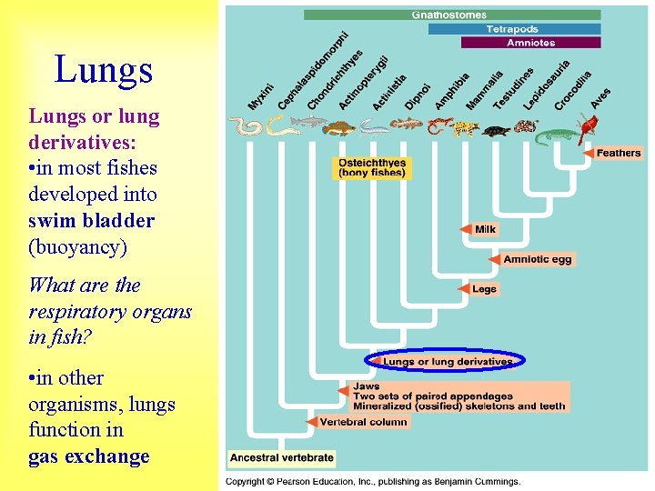 Lungs or lung derivatives: • in most fishes developed into swim bladder (buoyancy) What