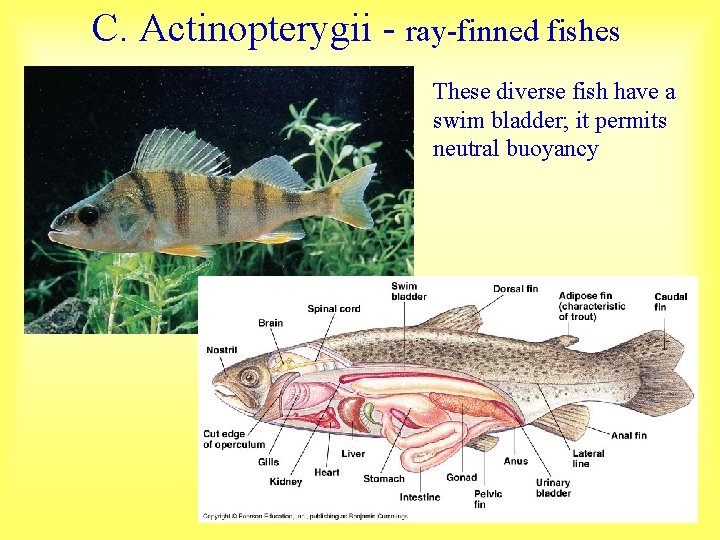 C. Actinopterygii - ray-finned fishes These diverse fish have a swim bladder; it permits