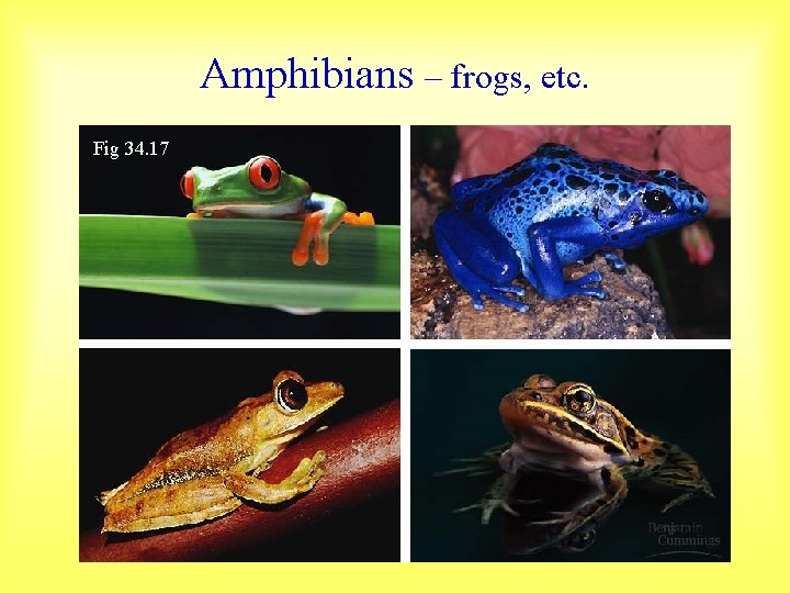 Amphibians – frogs, etc. Fig 34. 17 