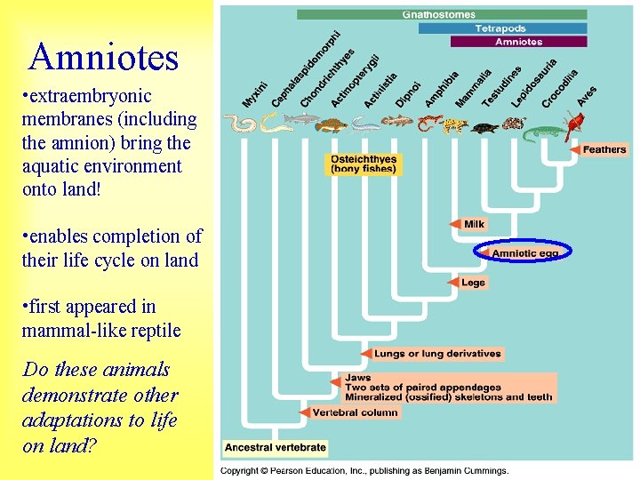 Amniotes • extraembryonic membranes (including the amnion) bring the aquatic environment onto land! •