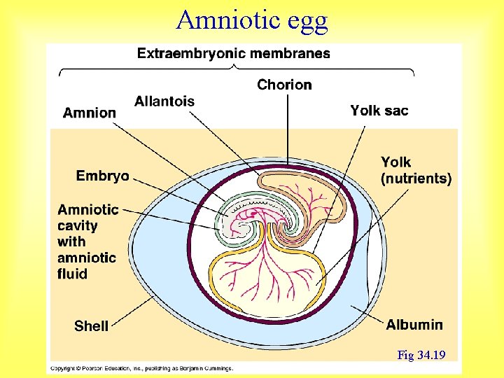 Amniotic egg Fig 34. 19 