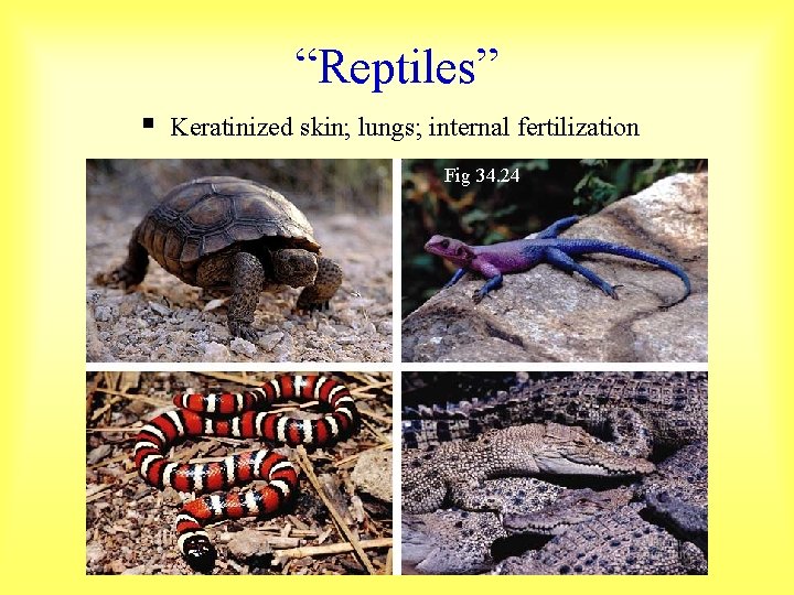 “Reptiles” § Keratinized skin; lungs; internal fertilization Fig 34. 24 