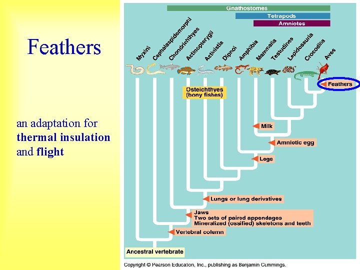 Feathers an adaptation for thermal insulation and flight 