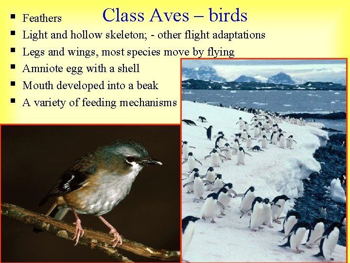 § § § Class Aves – birds Feathers Light and hollow skeleton; - other