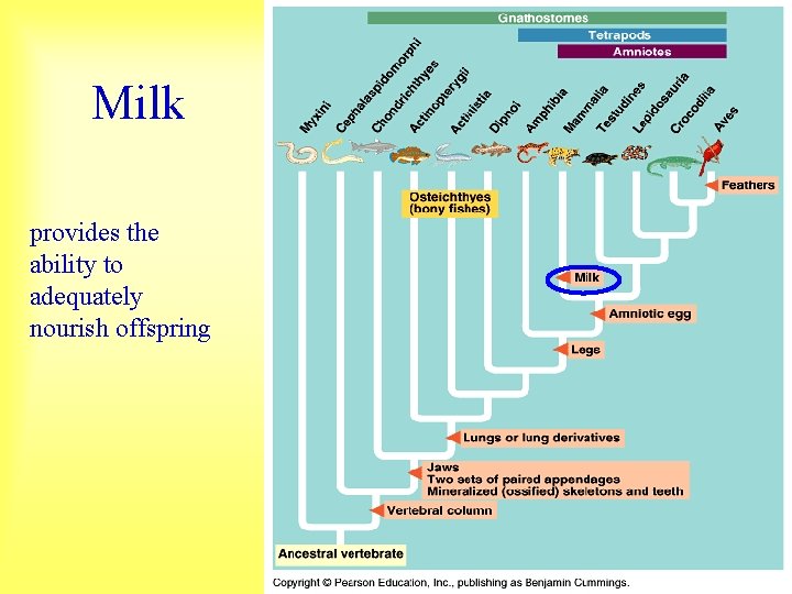 Milk provides the ability to adequately nourish offspring 