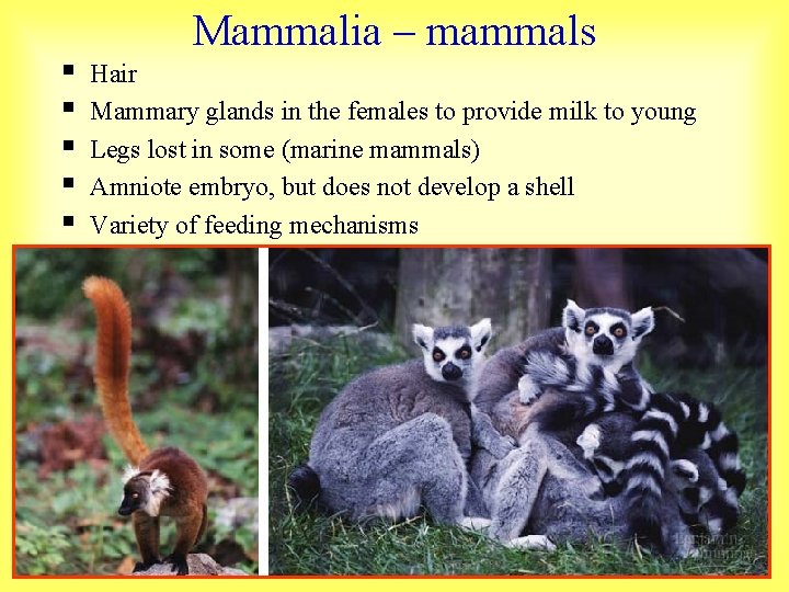 § § § Mammalia – mammals Hair Mammary glands in the females to provide