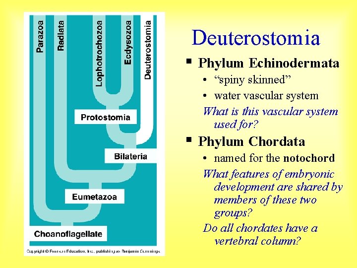 Deuterostomia § § Phylum Echinodermata • “spiny skinned” • water vascular system What is