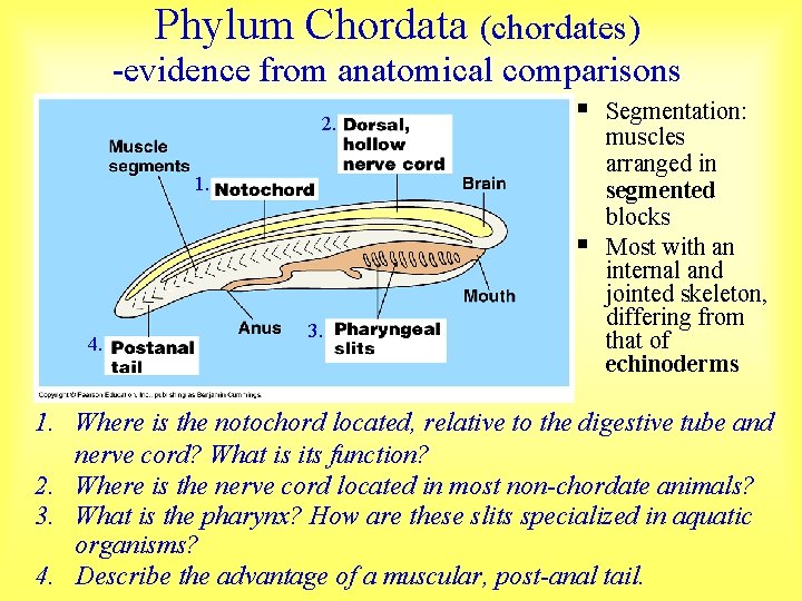 Phylum Chordata (chordates) -evidence from anatomical comparisons 2. § 1. § 4. 3. Segmentation: