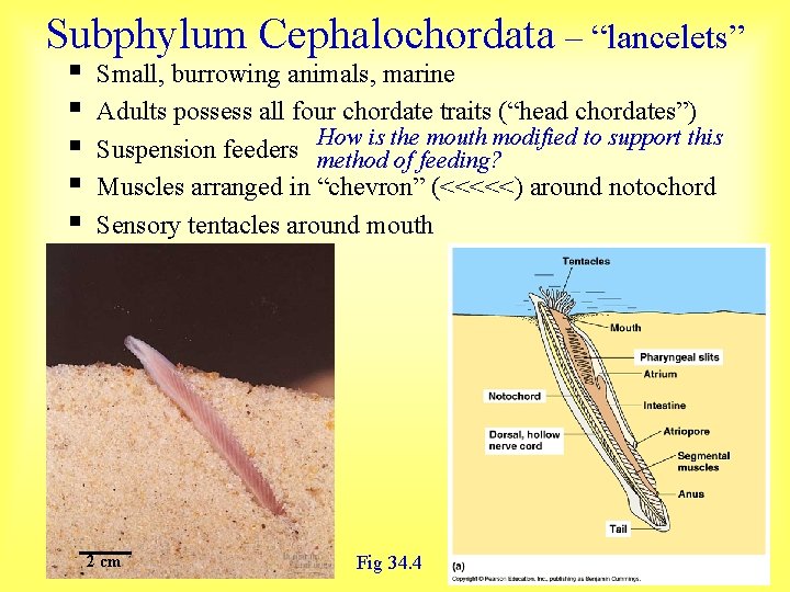 Subphylum Cephalochordata – “lancelets” § § § Small, burrowing animals, marine Adults possess all