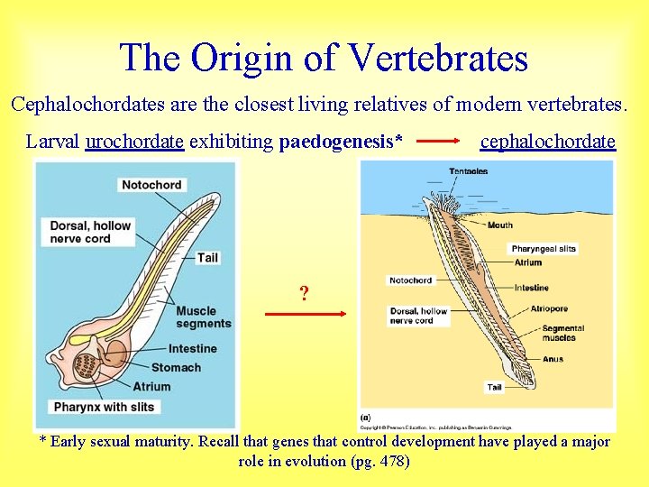 The Origin of Vertebrates Cephalochordates are the closest living relatives of modern vertebrates. Larval