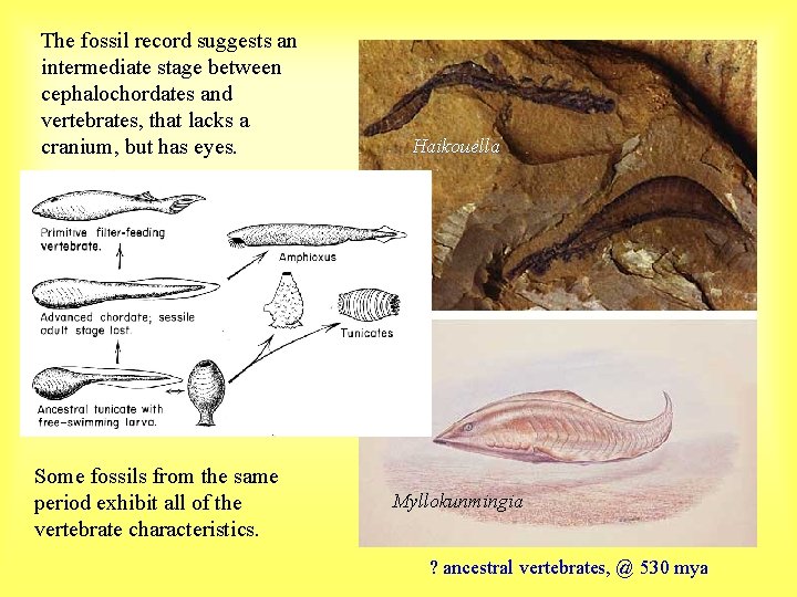 The fossil record suggests an intermediate stage between cephalochordates and vertebrates, that lacks a
