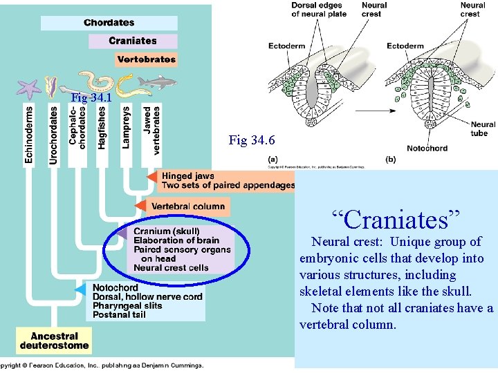 Fig 34. 1 Fig 34. 6 “Craniates” Neural crest: Unique group of embryonic cells