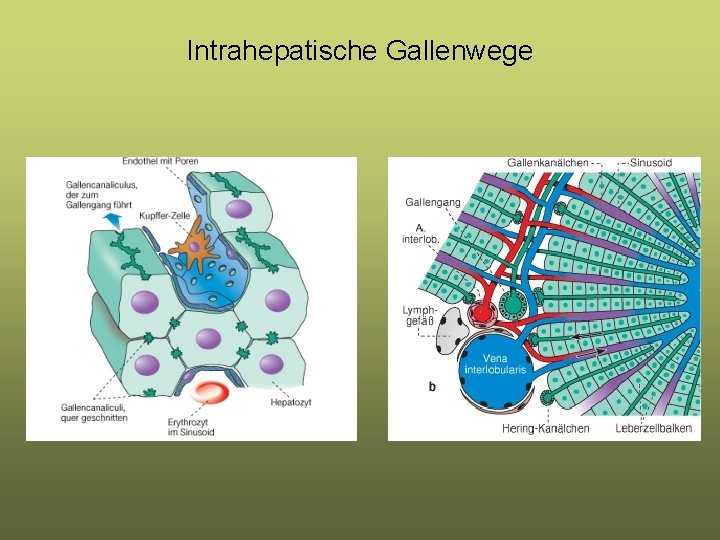 Intrahepatische Gallenwege 