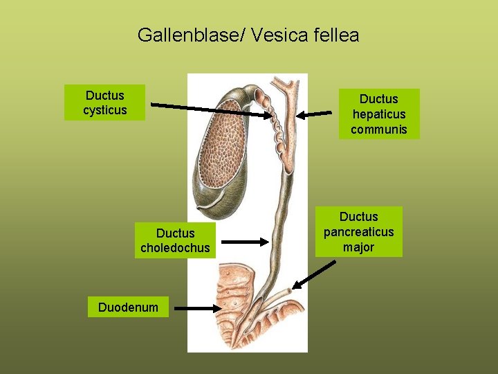 Gallenblase/ Vesica fellea Ductus cysticus Ductus hepaticus communis Ductus choledochus Duodenum Ductus pancreaticus major