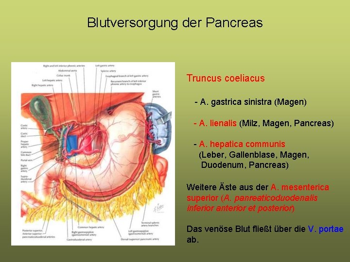 Blutversorgung der Pancreas Truncus coeliacus - A. gastrica sinistra (Magen) - A. lienalis (Milz,