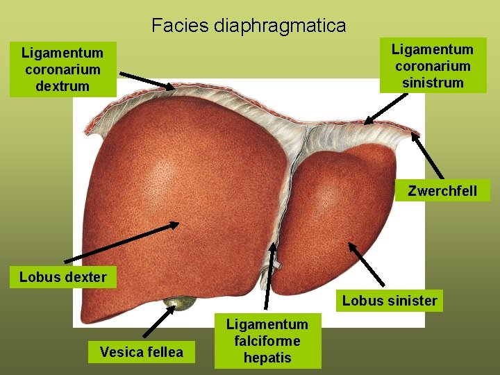 Facies diaphragmatica Ligamentum coronarium sinistrum Ligamentum coronarium dextrum Zwerchfell Lobus dexter Lobus sinister Vesica