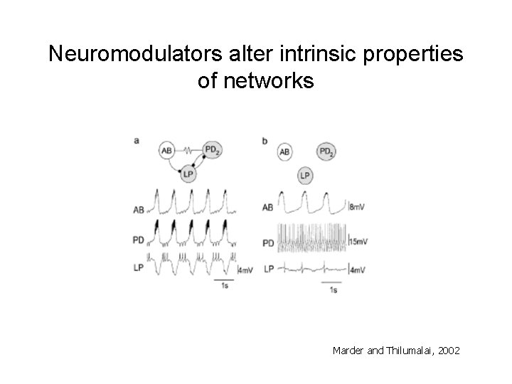 Neuromodulators alter intrinsic properties of networks Marder and Thilumalai, 2002 