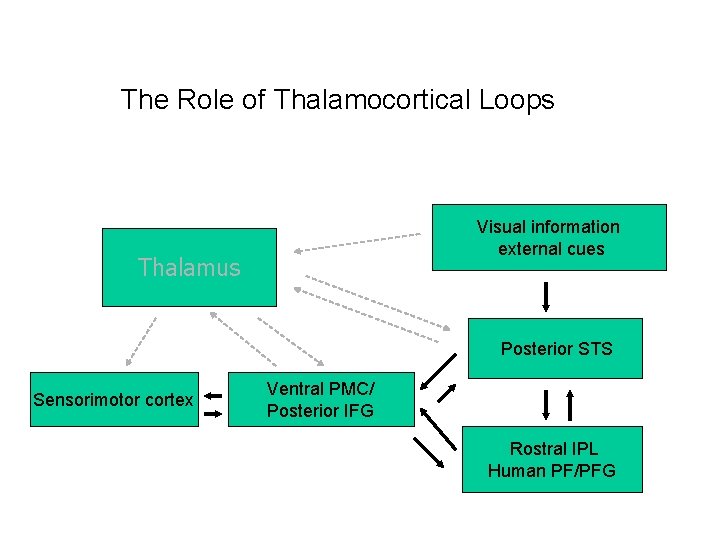 The Role of Thalamocortical Loops Visual information external cues Thalamus Posterior STS Sensorimotor cortex