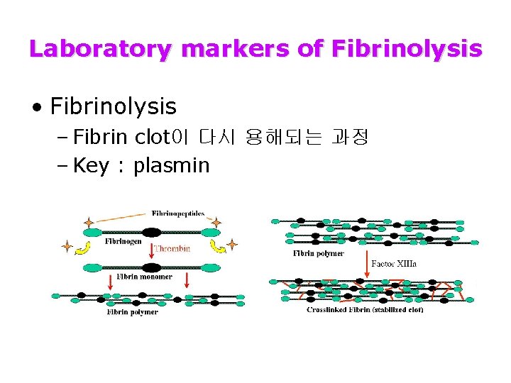 Laboratory markers of Fibrinolysis • Fibrinolysis – Fibrin clot이 다시 용해되는 과정 – Key