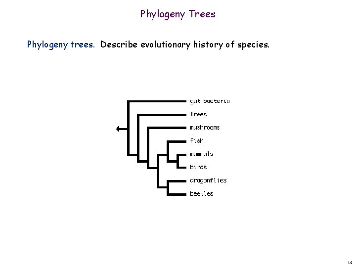 Phylogeny Trees Phylogeny trees. Describe evolutionary history of species. 14 