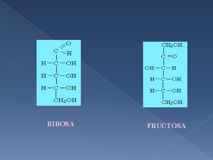 RIBOSA FRUCTOSA 