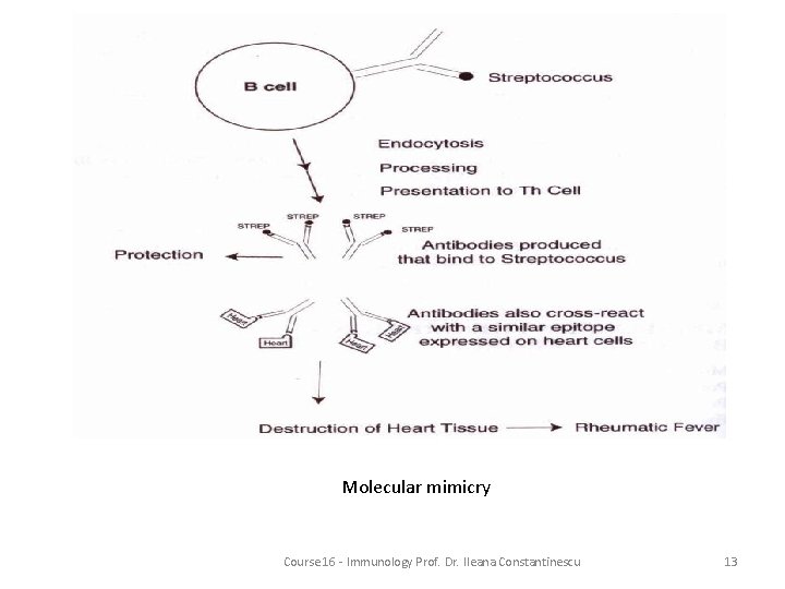 Molecular mimicry Course 16 - Immunology Prof. Dr. Ileana Constantinescu 13 
