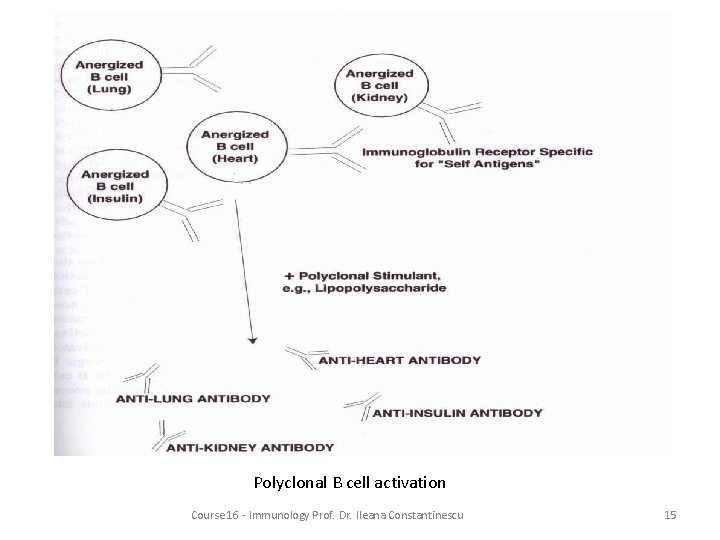 Polyclonal B cell activation Course 16 - Immunology Prof. Dr. Ileana Constantinescu 15 