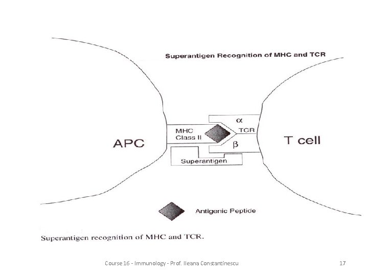 Course 16 - Immunology - Prof. Ileana Constantinescu 17 