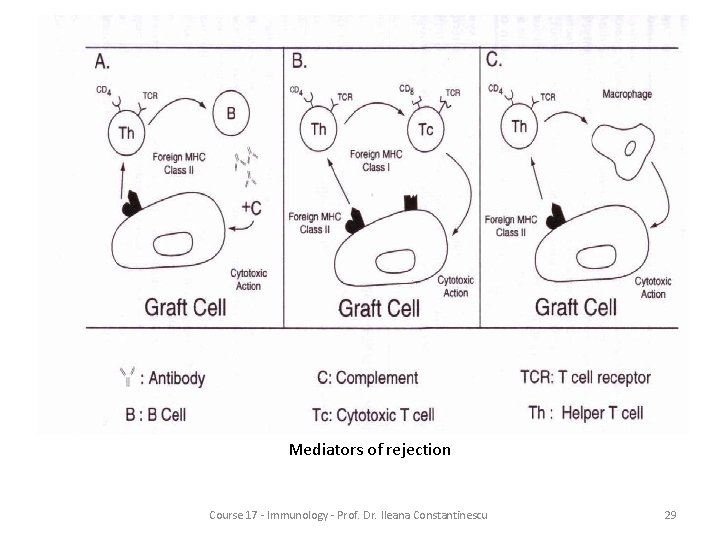 Mediators of rejection Course 17 - Immunology - Prof. Dr. Ileana Constantinescu 29 