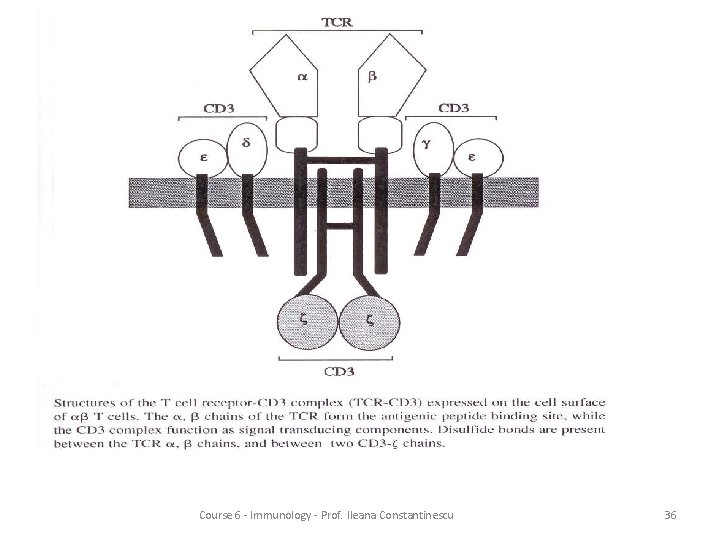 Course 6 - Immunology - Prof. Ileana Constantinescu 36 