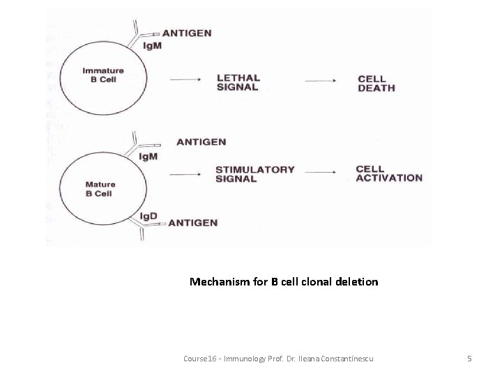 Mechanism for B cell clonal deletion Course 16 - Immunology Prof. Dr. Ileana Constantinescu