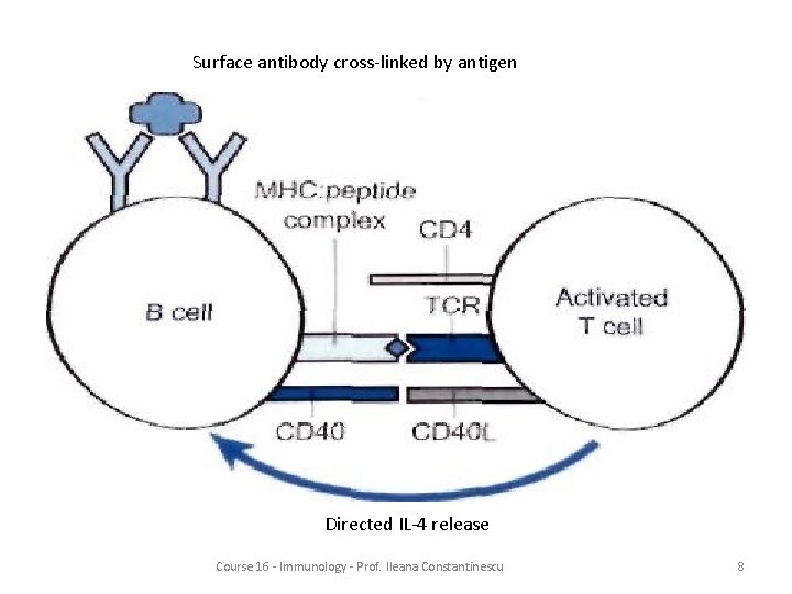 Surface antibody cross-linked by antigen Directed IL-4 release Course 16 - Immunology - Prof.