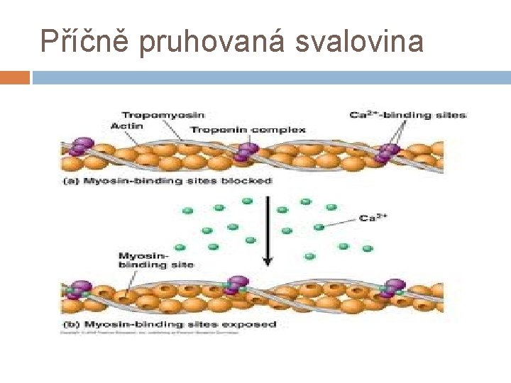 Příčně pruhovaná svalovina 