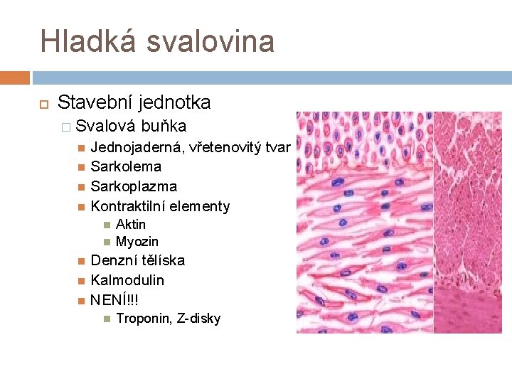 Hladká svalovina Stavební jednotka � Svalová buňka Jednojaderná, vřetenovitý tvar Sarkolema Sarkoplazma Kontraktilní elementy