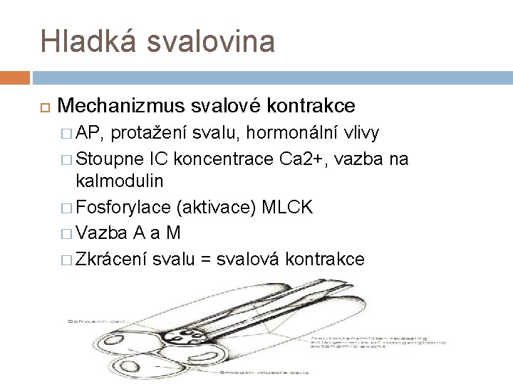 Hladká svalovina Mechanizmus svalové kontrakce � AP, protažení svalu, hormonální vlivy � Stoupne IC