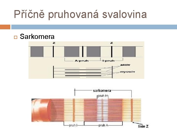 Příčně pruhovaná svalovina Sarkomera 