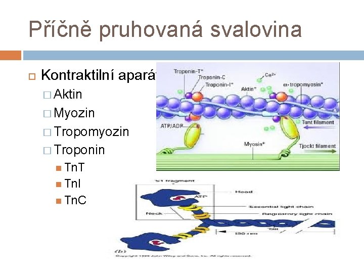 Příčně pruhovaná svalovina Kontraktilní aparát � Aktin � Myozin � Tropomyozin � Troponin Tn.