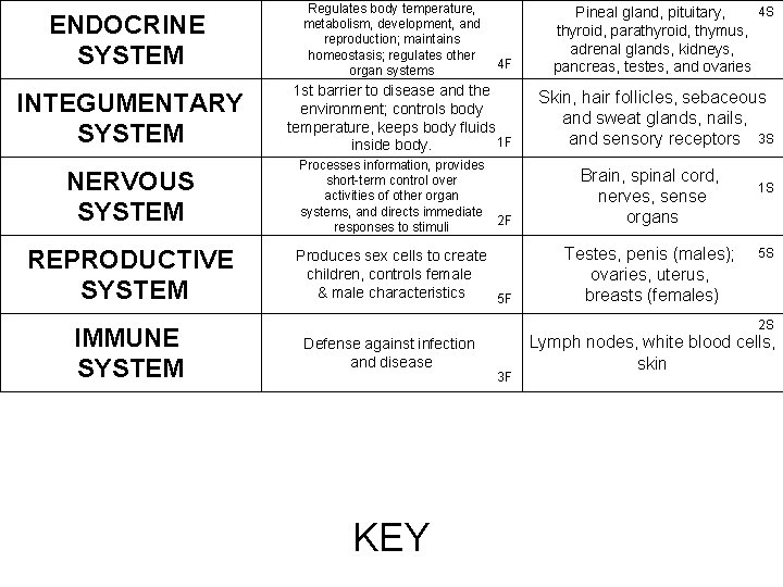 ENDOCRINE SYSTEM INTEGUMENTARY SYSTEM Regulates body temperature, metabolism, development, and reproduction; maintains homeostasis; regulates ENDOCRINE SYSTEM INTEGUMENTARY SYSTEM Regulates body temperature, metabolism, development, and reproduction; maintains homeostasis; regulates