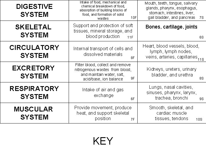 DIGESTIVE SYSTEM Intake of food, mechanical and chemical breakdown of food, absorption of building DIGESTIVE SYSTEM Intake of food, mechanical and chemical breakdown of food, absorption of building