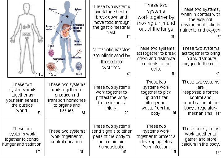 These two systems work together to break down and move food through the gastrointestinal These two systems work together to break down and move food through the gastrointestinal