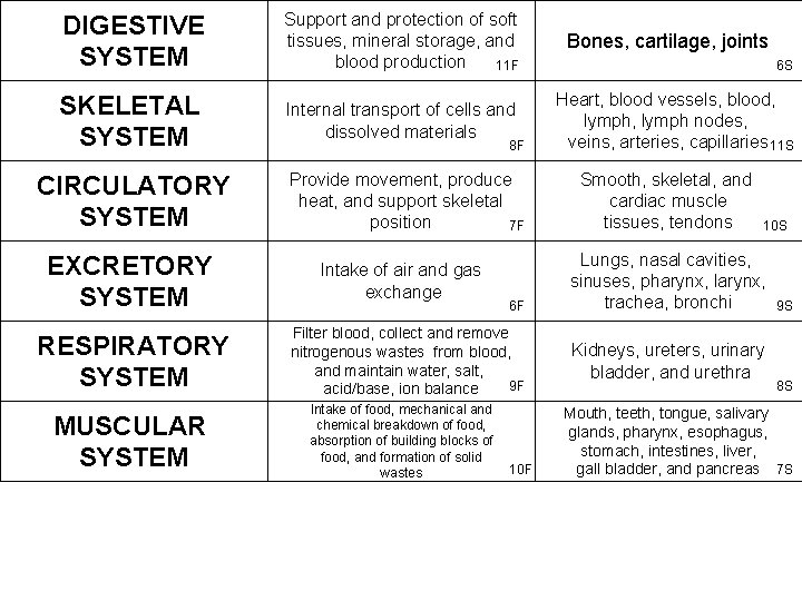 DIGESTIVE SYSTEM Support and protection of soft tissues, mineral storage, and blood production 11 DIGESTIVE SYSTEM Support and protection of soft tissues, mineral storage, and blood production 11