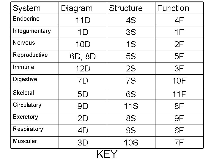 System Endocrine Integumentary Nervous Reproductive Immune Digestive Skeletal Circulatory Excretory Respiratory Muscular Diagram 11 System Endocrine Integumentary Nervous Reproductive Immune Digestive Skeletal Circulatory Excretory Respiratory Muscular Diagram 11