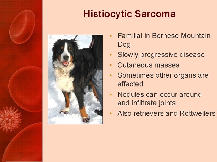 Histiocytic Sarcoma • Familial in Bernese Mountain Dog • Slowly progressive disease • Cutaneous