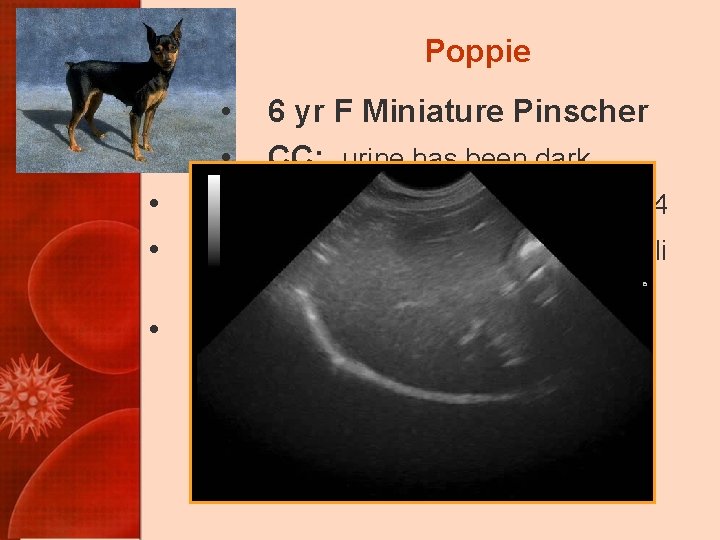 Poppie • • • 6 yr F Miniature Pinscher • CC: urine has been