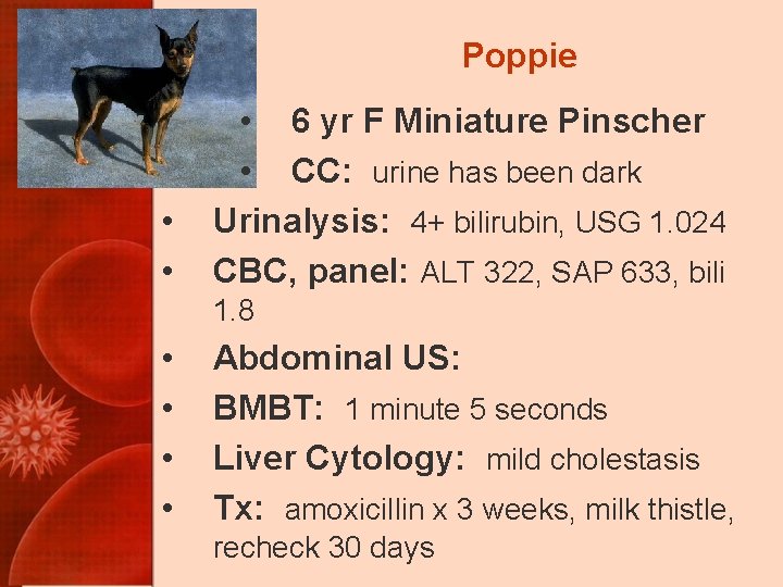 Poppie • • • 6 yr F Miniature Pinscher • CC: urine has been